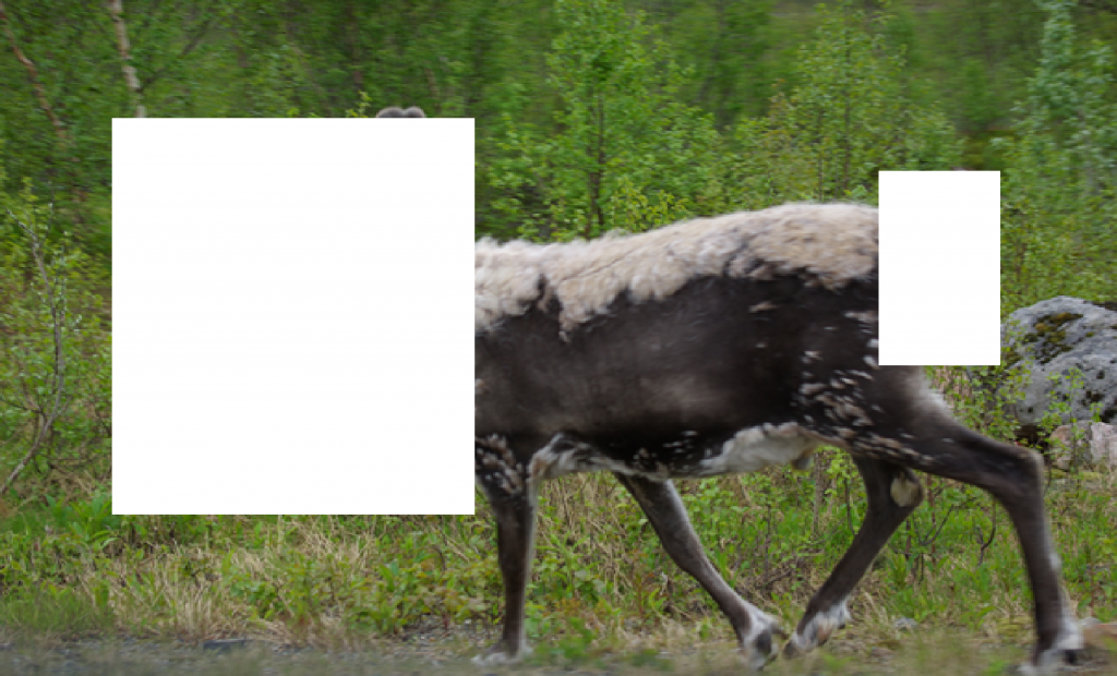 Hvilket dyr er dette man tro?