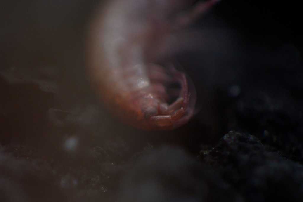 Hva er dette - kan du lage  dette merkelige dyret for eksempel med avispapir og tape?